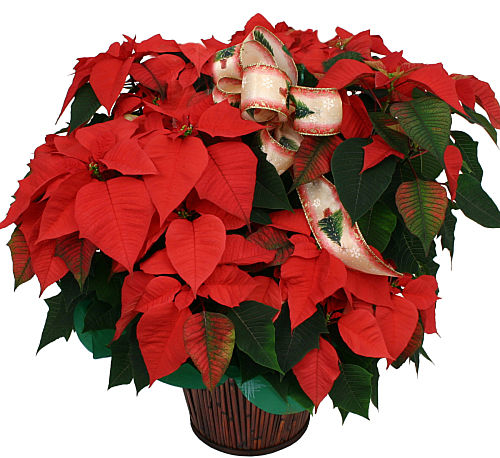 Large Red Poinsettia